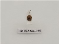 藏品(茄二十八星瓢蟲)的圖片